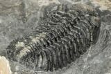 Spiny Phacopid (Drotops Armatus) Trilobite - Perfectly Prone #196640-4